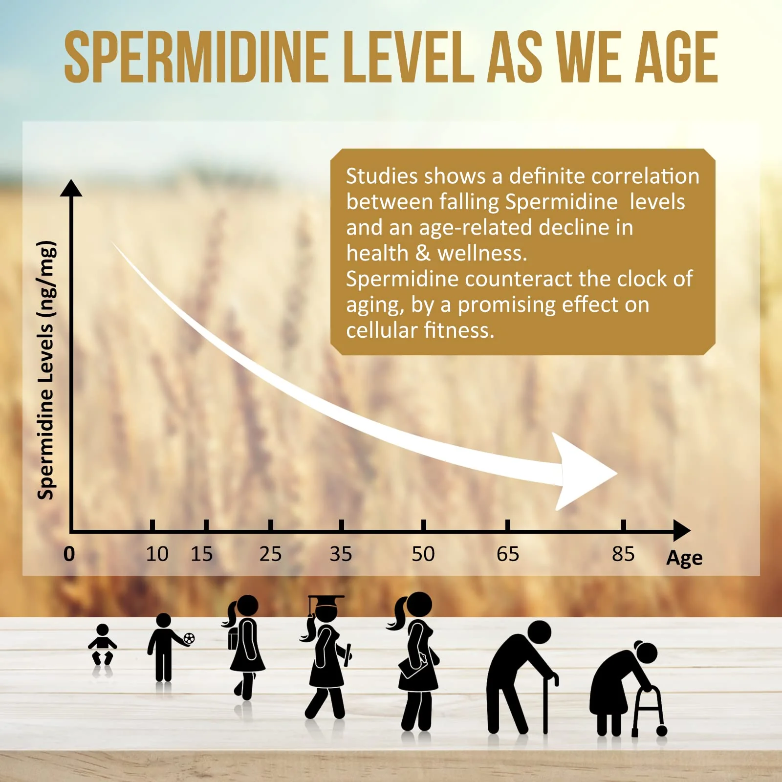 Thalacy Spermidine Wheat Germ Extract Capsules – 13 mg Spermidine, 1300 mg Formula, Zinc - Image 11