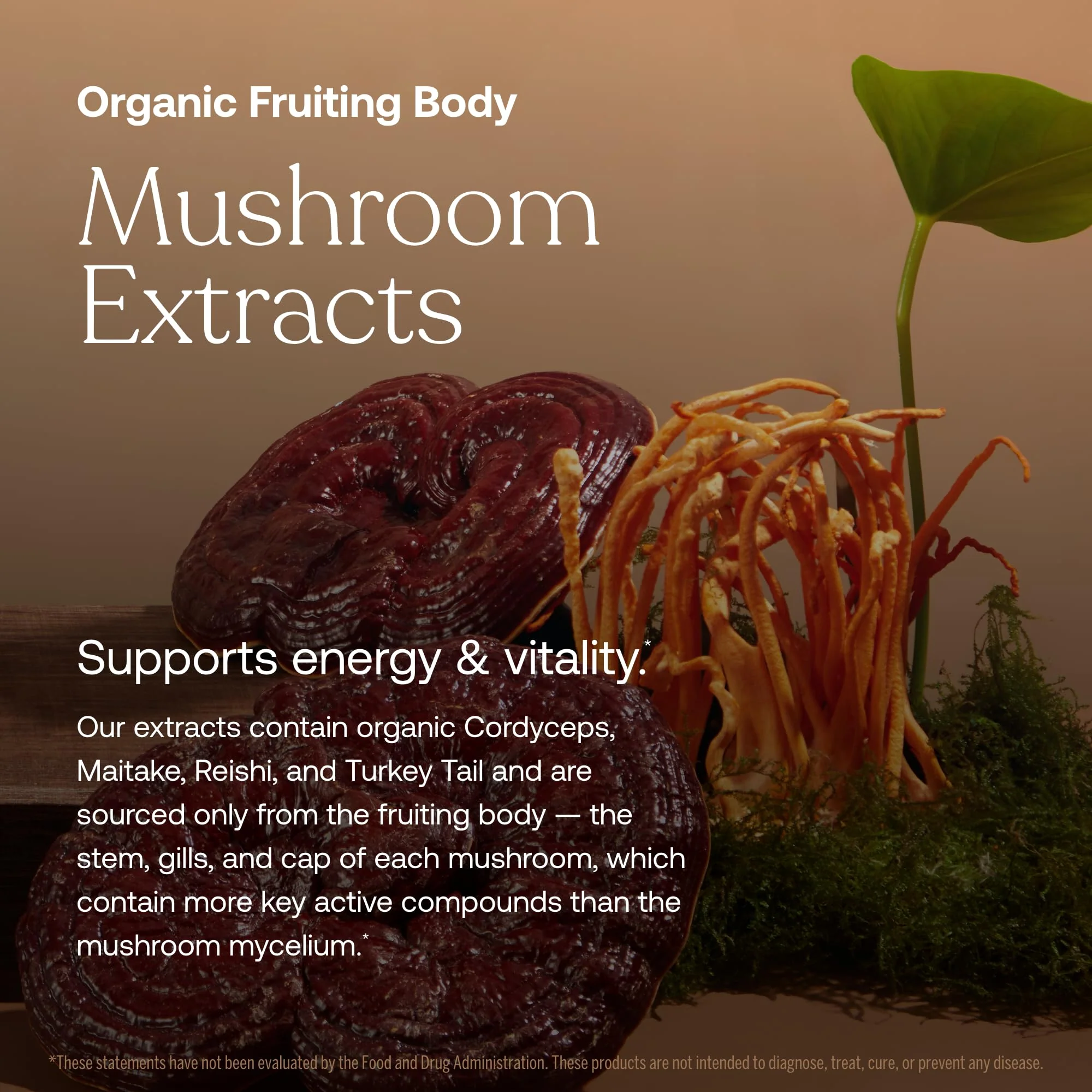 True Grace One Daily Men's Multivitamin – Fermented Minerals, Organic Mushrooms & Adaptogens (90 Vegan Tablets) - Image 2