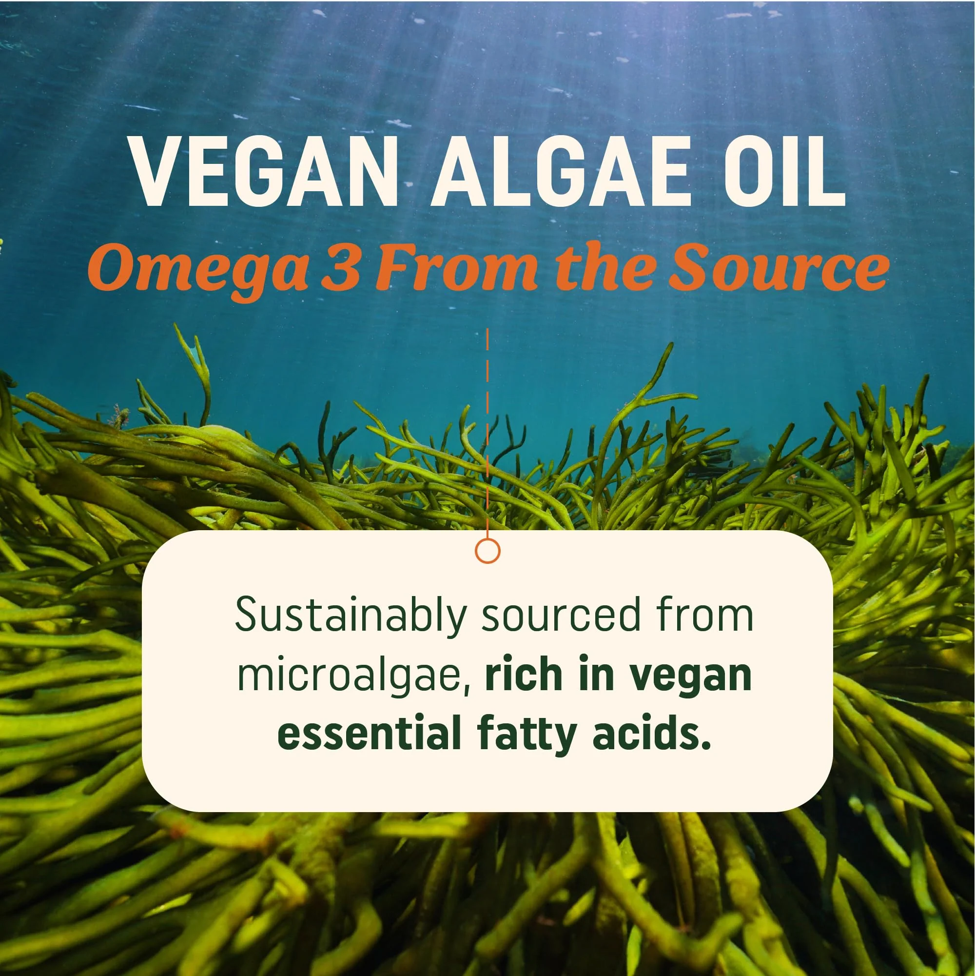 Vegan Omega-3 Algae Oil – Plant-Based DHA & EPA, Sustainably Sourced, 120 Softgels - Image 3