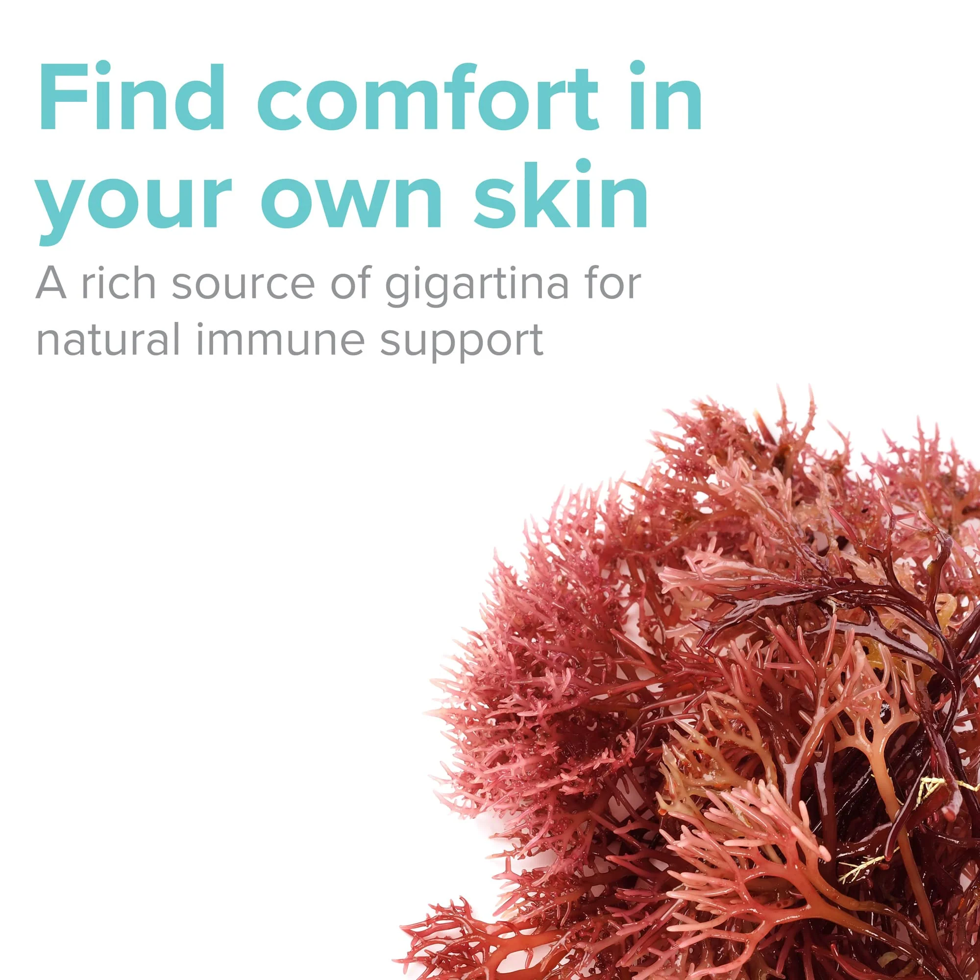 Vibrant Health: Gigartina Red Marine Algae – Plant-Based Immune Support, 60 Capsules (FFP) - Image 3