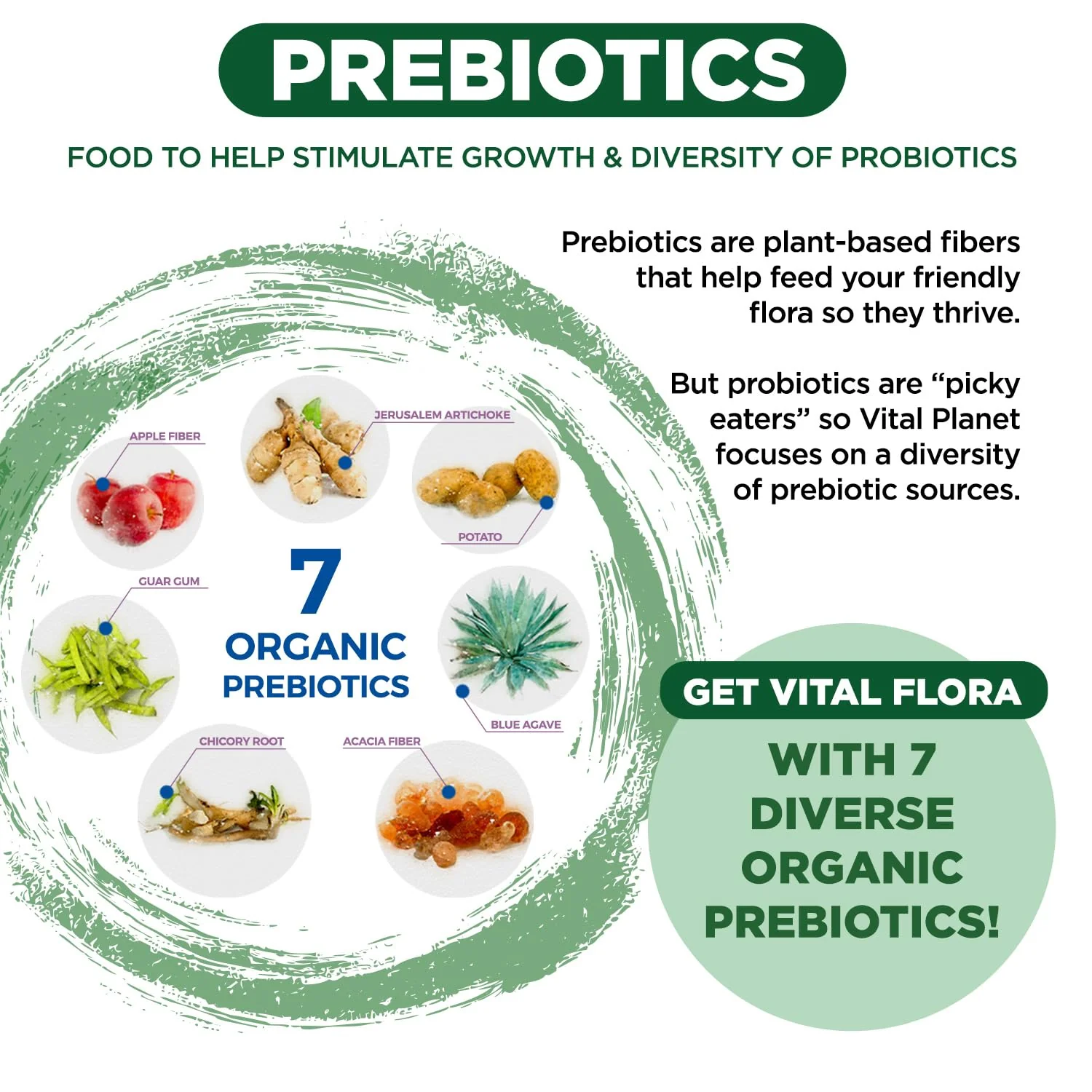 Vital Flora 60B CFU Probiotic for Adults 55+ | Vital Planet Shelf-Stable - Image 5