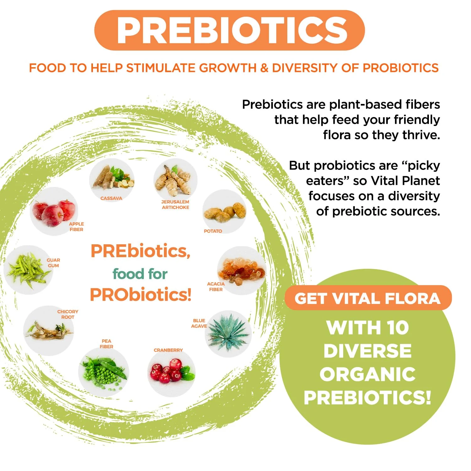 Vital Flora Advanced Probiotic 100 Billion CFU - 100 Strains, 10 Organic Prebiotics | Vital Planet - Image 11