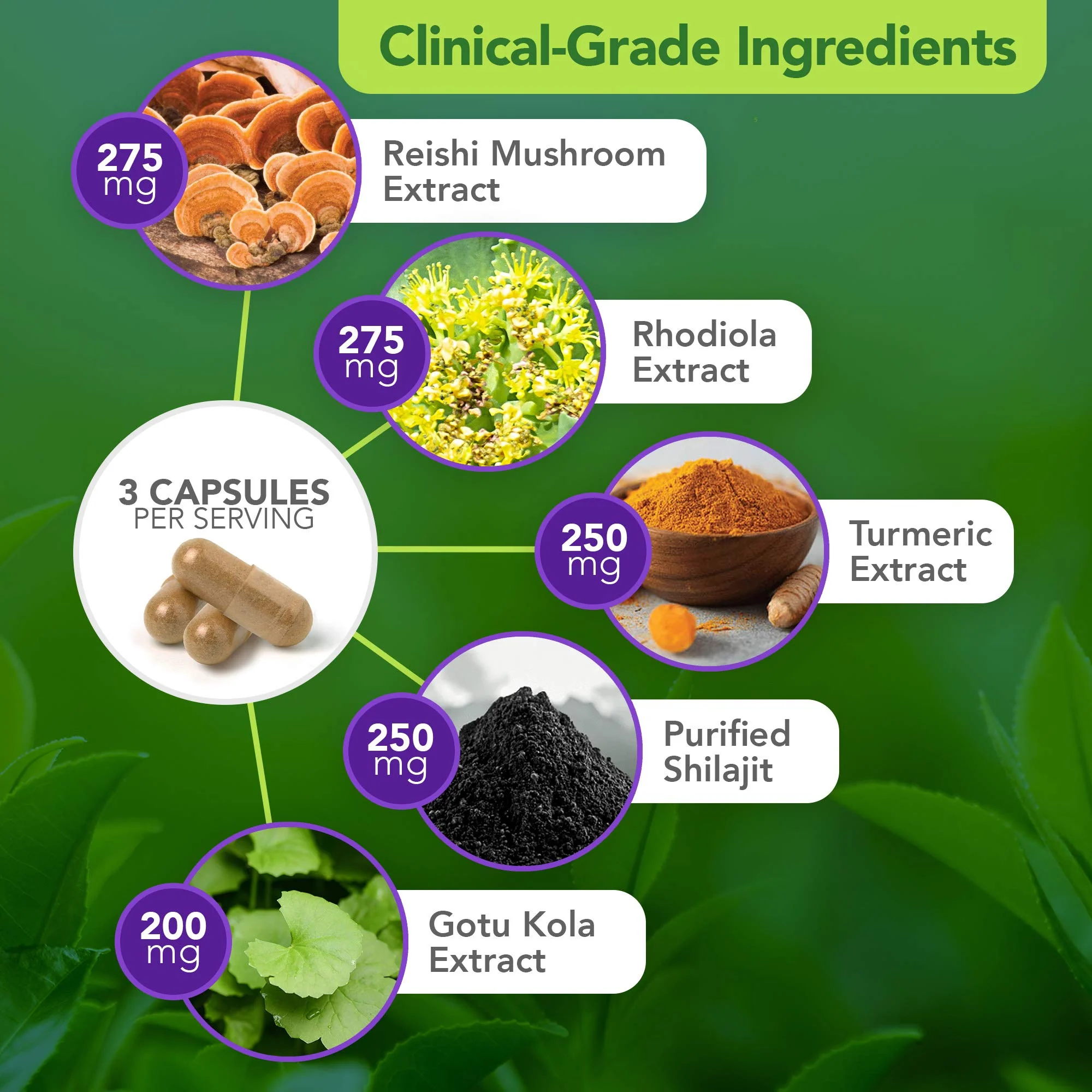 Vital Plan Daily Herbal Supplement by Dr. Bill Rawls – Immune Support, Microbiome Balance & Cell Health - Image 4