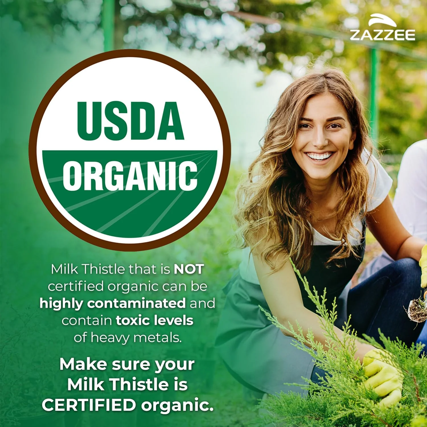 Zazzee USDA Organic Milk Thistle 30:1 Extract – 7500 mg per Capsule, 180 Vegan Capsules, 80% Silymarin, USA Made - Image 2